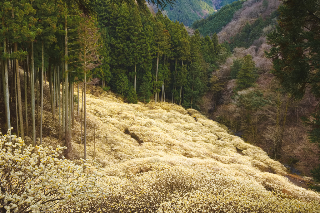 山奥の金色の野