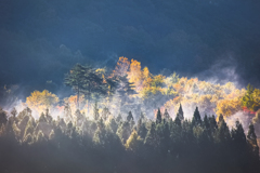 紅葉時期の朝靄
