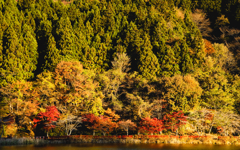 こがねいろのせかい