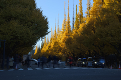 TOKYO Ginkgo trees
