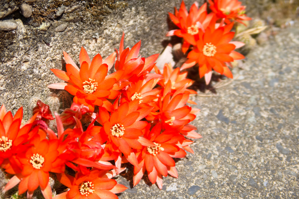 道端のサボテンの花