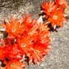 道端のサボテンの花