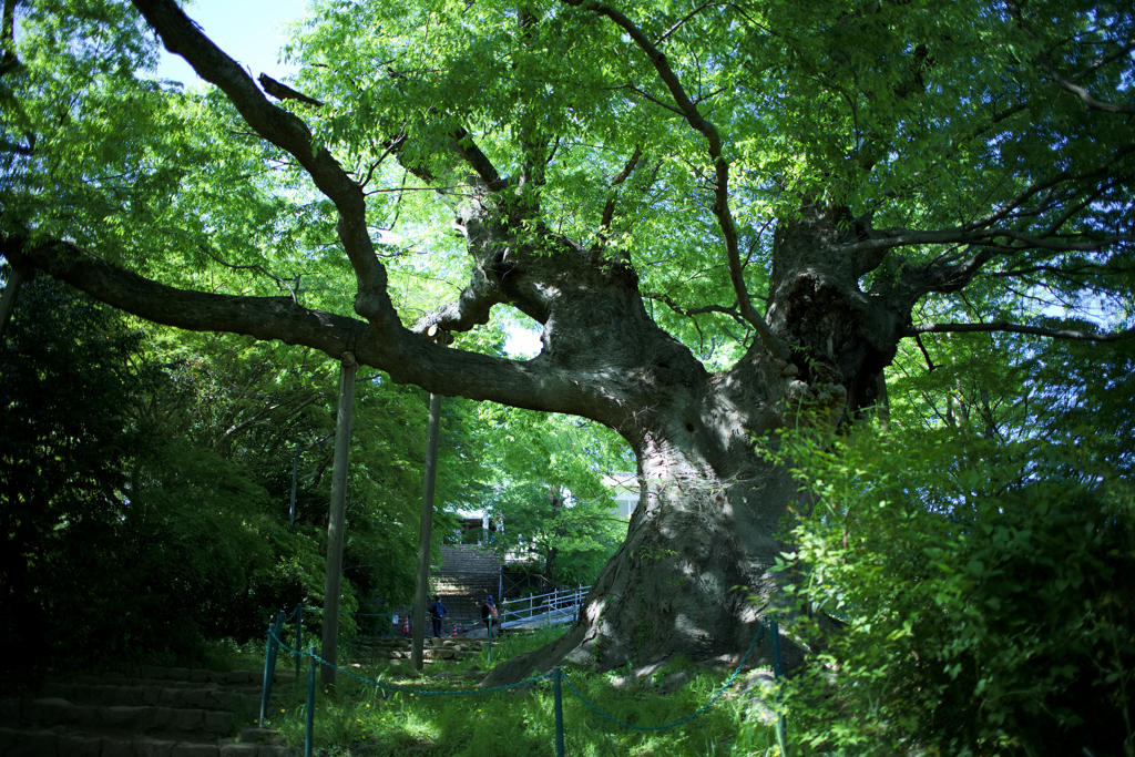 樹齢800年の大ケヤキ