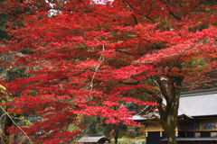 紅い妙義神社