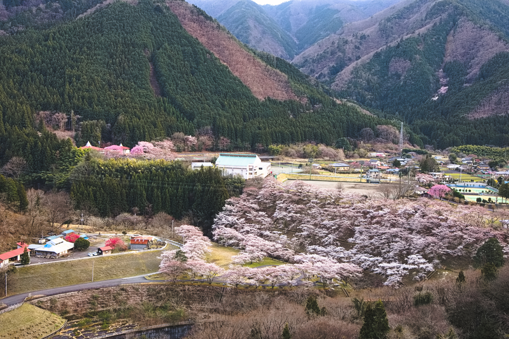 里山の桜