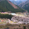 里山の桜