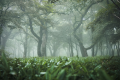 濃霧の森林