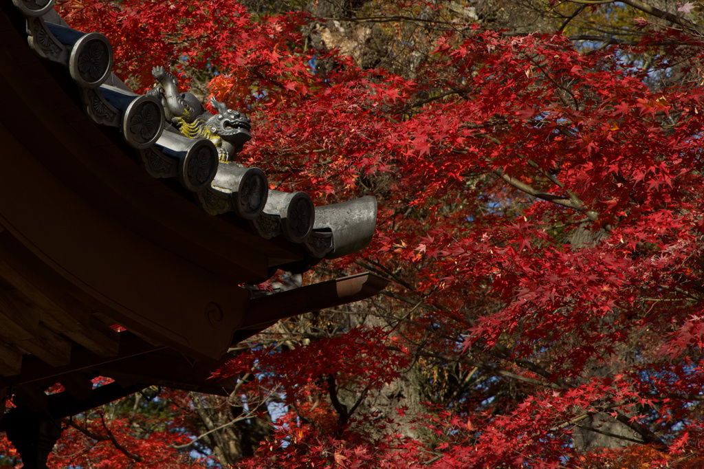 神社もみじ