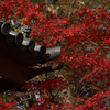 神社もみじ