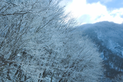 雪枝