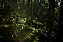 苔の森