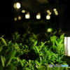 夜道を照らす