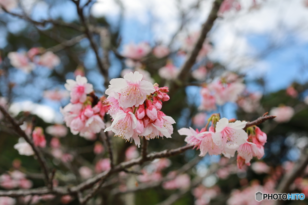 白桜
