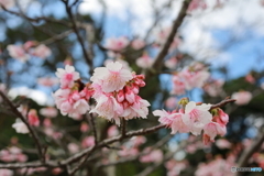 白桜