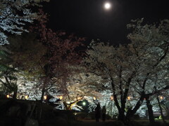 夜桜と月