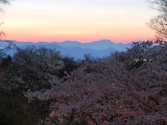 鹿島槍ヶ岳と夜桜