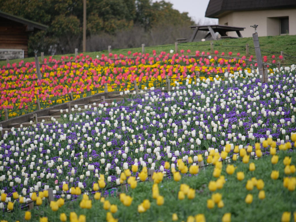 風車の丘の花壇