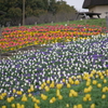 風車の丘の花壇