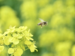 菜の花に舞うミツバチ