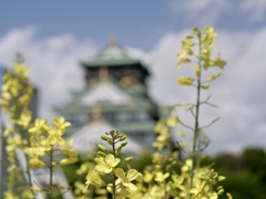 菜の花と大阪城