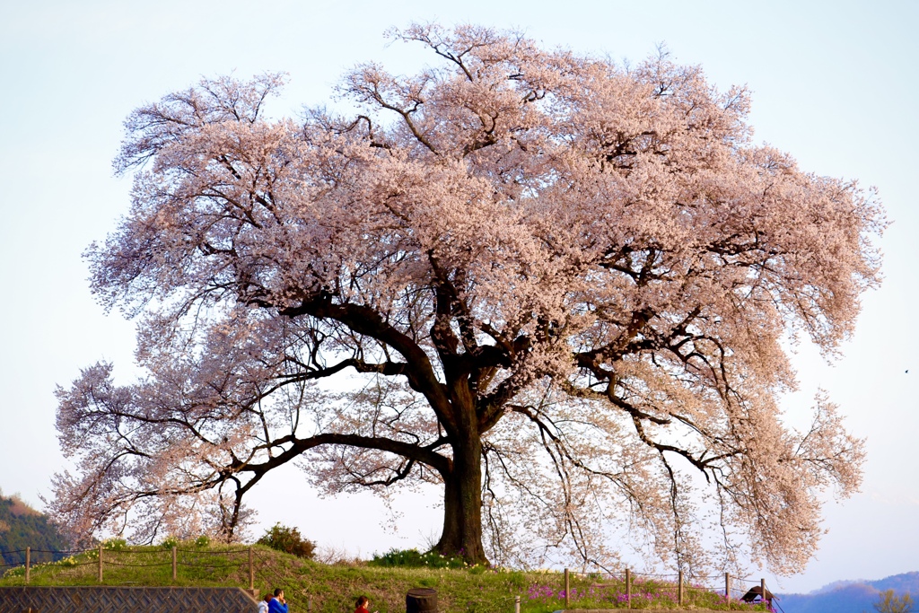 わに塚の桜