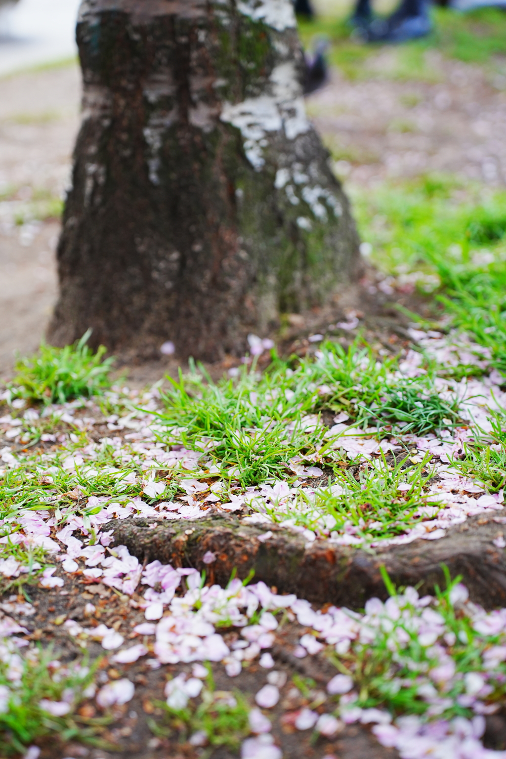 SAKURA