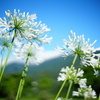 風景に融ける花の舞