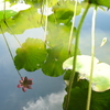 水鏡に映る夏の詩