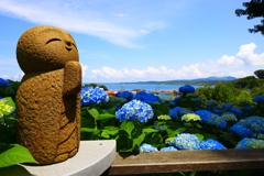 紫陽花