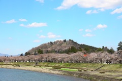 桜