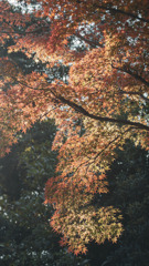 紅葉を見に行こうよう