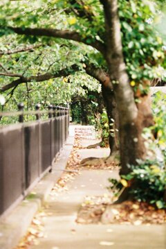 木のトンネル