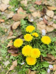 桜の中のタンポポ