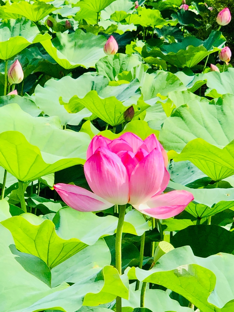 東寺さんの蓮の花