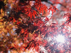 千本釈迦堂の紅葉