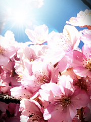 東寺さんの八重桜