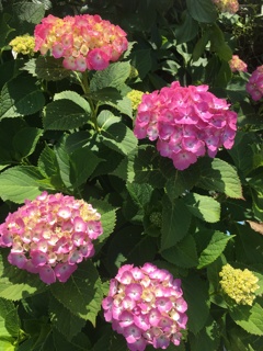 6/1