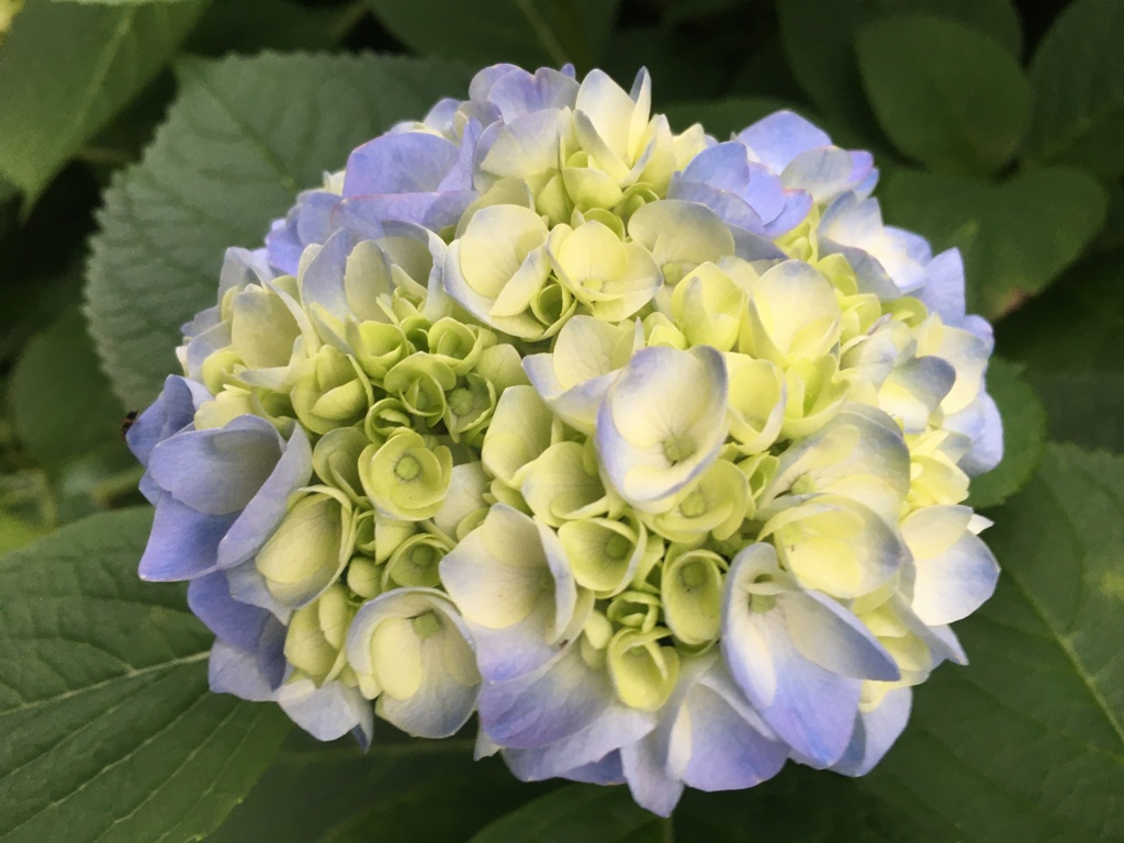 5/26
