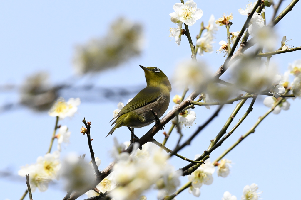 初メジロ撮影