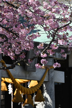 初の河津桜