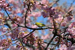 河津桜とメジロのコラボ