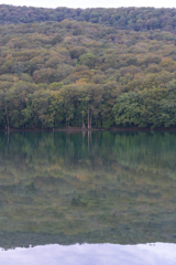 蔦沼