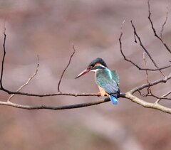 近所のカワセミ-1