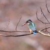 近所のカワセミ-1