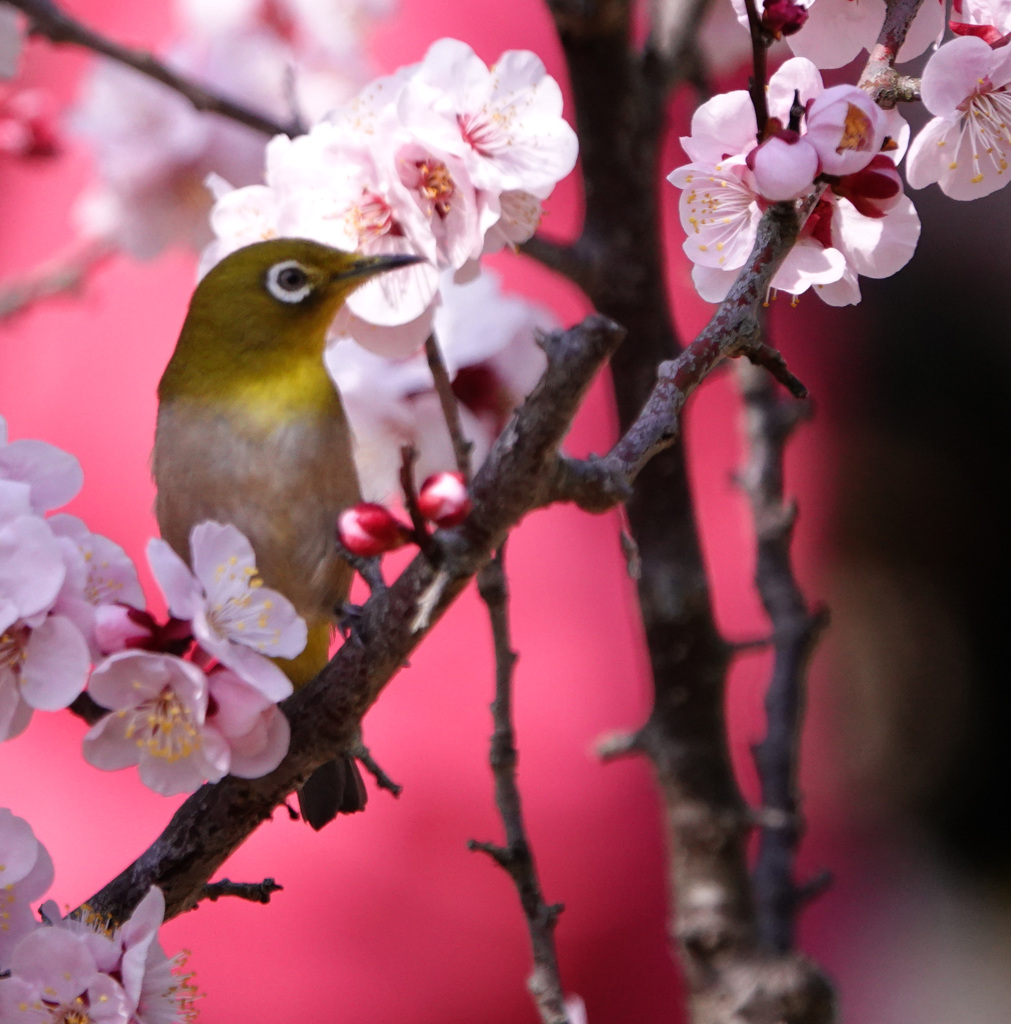 桜メジロ