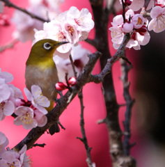 桜メジロ