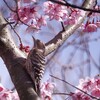 晴れ日のコンチャン