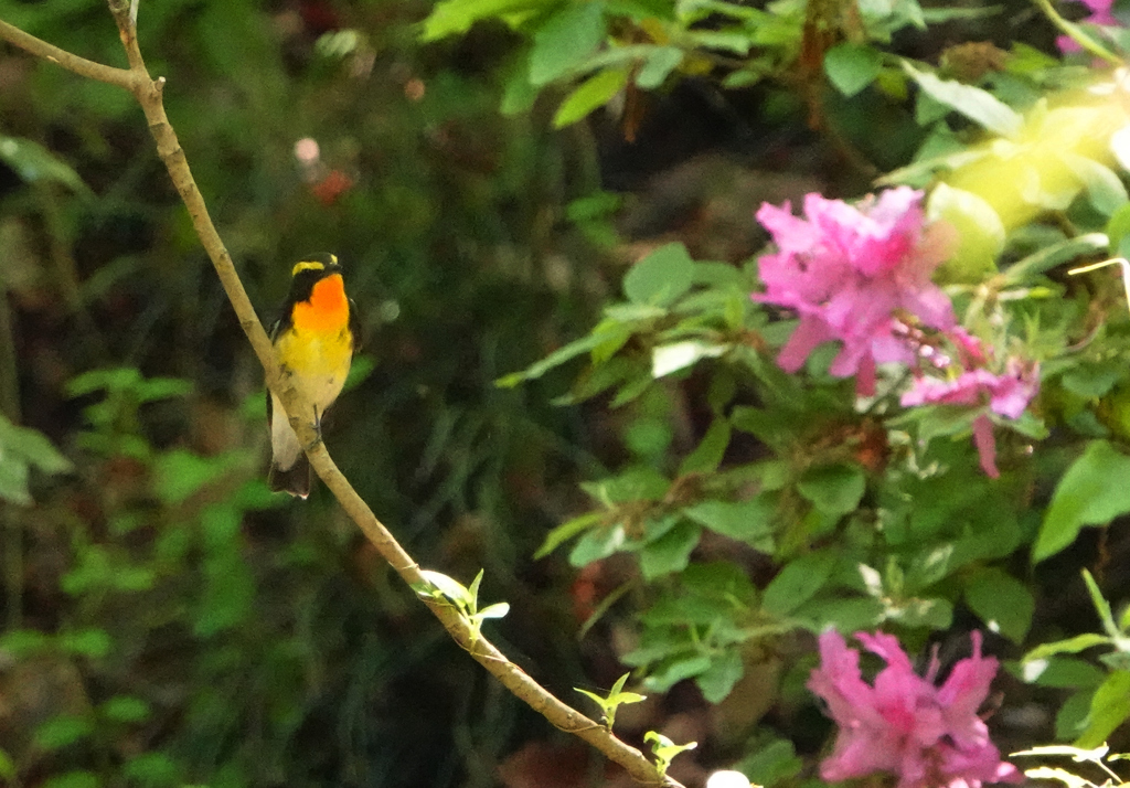 花と驥尾ー2