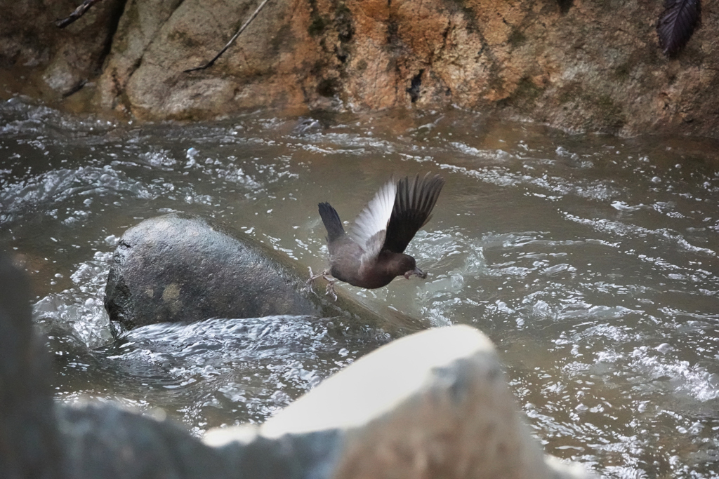 カワカラスの狩りー3