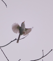 ウグイス飛び出し